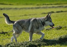 DSC_6857 Nisha voller Vorfreude auf das Leckerlie *grins*!