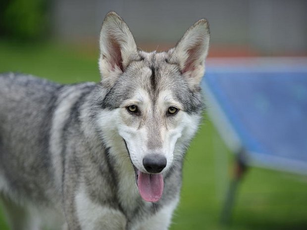 07-08-2010 Besuch von Nova (Teil 1)