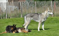 DSC_8055 Yuma und Timish