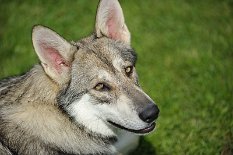 DSC_8070 Shaya