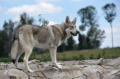 DSC_8450 Shaya