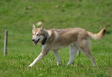 DSC_9182 kräftiger Kerl