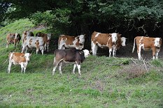 DSC_9198 Die Kühe sind auch neugierig auf die Hunde.