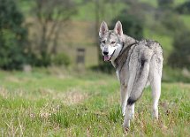 DSC_9519 Bowie