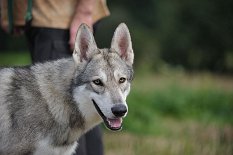 DSC_9526 Bowie