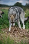 DSC_9538 ...ob da wohl was versteckt ist?