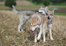 DSC_9544 Anak und im Hintergrund Ares und Bowie