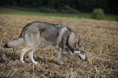 DSC_9547 Shaya