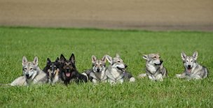 DSC_0269 Zeit für ein Gruppenphoto! Noch fehlen Anak und Binky auf dem Photo, weil sie Frauchen noch etwas beschäftigten ;) - aber von links nach rechts sind zu sehen:...
