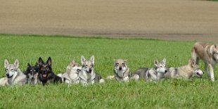 DSC_0277 Anak steht lieber und Shaya und Binky gucken leider nicht in die Kamera, aber nun sind alle 9e drauf - von links nach rechts: Bowie, Dusty, Yuma, Shaya, Timish,...