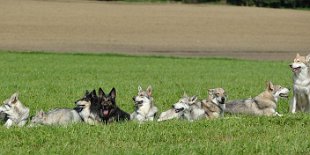DSC_0291 Man sieht, daß sie das Shooting so langsam langweilig finden ;) - von links nach rechts: Timish, Bowie, Dusty, Yuma, Shaya, Nisha, Ares, Binky und Anak