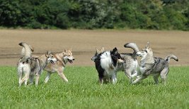 DSC_0312 Shaya, Anak, Dusty, Timish und hinter Dusty Binky