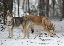 DSC_1729 Shaya und Anak