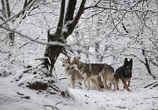 DSC_1735 Nisha, Shaya und Yuma