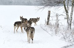 DSC_2352 Alle mal gucken ;) .