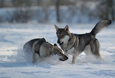DSC_2926 Shaya und Lica