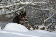 DSC_3523 Yuma