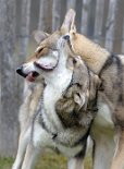 DSC_3991 Lucan wieder: *blblblblblblblblbl*