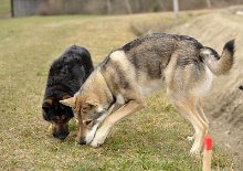 DSC_4157 Lucan und Yuma - ein enormer Größenunterschied!