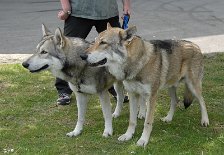 DSC_1582 Bowie und Ares