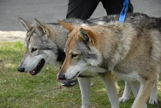 DSC_1586 Bowie und Ares