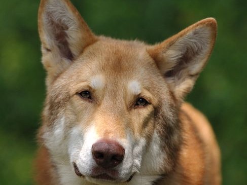 02-06-2011 Besuch von Uncas (Teil 1)