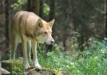 DSC_5264 Uncas