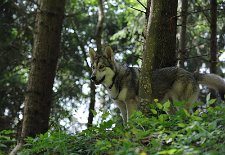 DSC_5288 Shaya