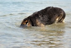 DSC_5461 Yuma sucht den Stöpsel, um das Wasser vom Bodensee abzulassen ;) .