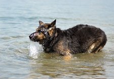 DSC_5462 auftauchen...