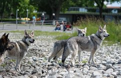 DSC_5478 Yuma, Shaya, Timish und Nisha
