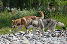 DSC_5483 Uncas und Shaya