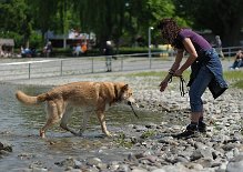 DSC_5489 Uncas bringt ein Stöckchen zu Frauchen.