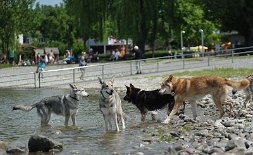 DSC_5498 Nisha, Timish, Yuma und Uncas