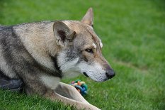 DSC_5977 Lucan