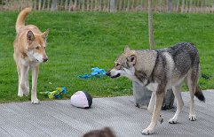 DSC_5980 Uncas will Lucan unter Kontrolle haben, Lucan findet das aber nicht so toll.