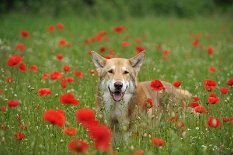 DSC_5987 Neben unserem Grundstück wachsen zur Zeit schöne Mohnblumen. Wir haben die Gelegenheit genutzt um von Uncas ein paar schöne Portraits zu machen. Leider war das...
