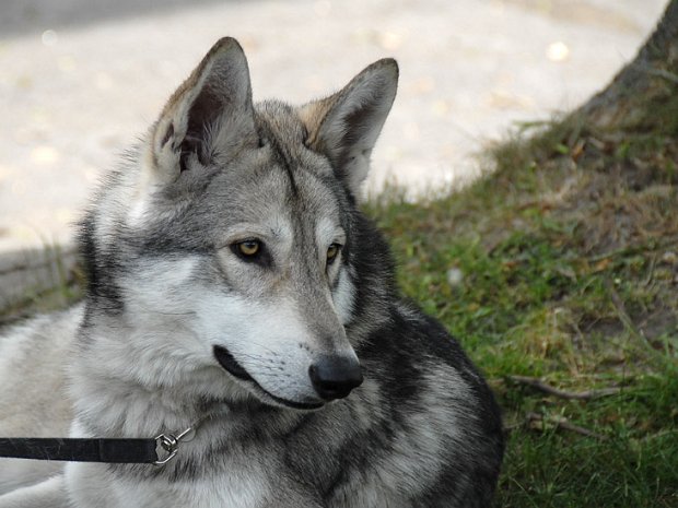 07-05-2011 Besuch bei Michael (Göttinger Breede) Am 7. Mai 2011 haben wir auf der Hundeausstellung in Dortmund Nisha's Söhne Bowie und Nocona aus dem B-Wurf...