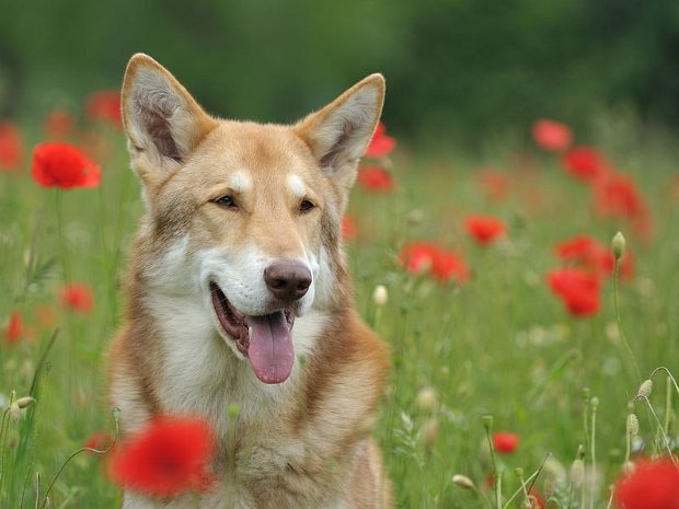 04-06-2011 Besuch von Uncas (Teil 3) Dies ist Teil 3 von 3 vom Besuch von Uncas. Heute ist auch noch Nisha's Enkel Lucan zu Besuch gekommen. Er ist nun 18...