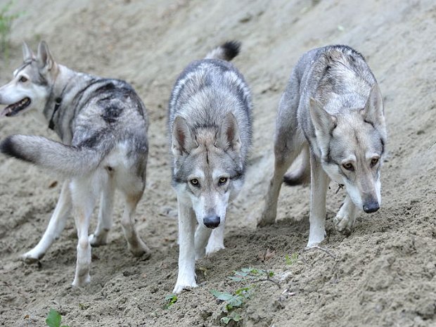 16-08-2011 Besuch von Bowie und Dusty Mitte August waren Nisha's Sohn Bowie, der 11-jährige SWH-Rüde Ares und Collie-Hündin Dusty zu Besuch. Wir haben ein...