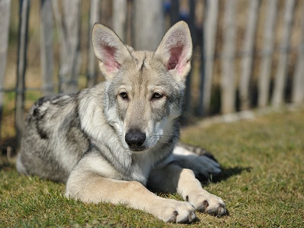 03-03-2012 Besuch von Amak und Bora