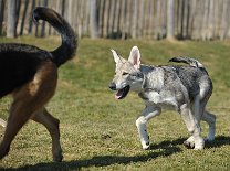 DSC_6104 ....