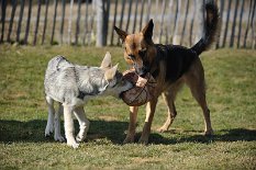 DSC_6107 Bora will aber den Ball haben...