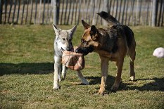 DSC_6109 ...und nimmt ihn sich einfach....