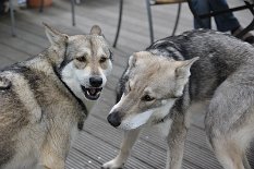 DSC_8444 Kenai und Shaya