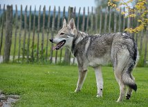 DSC_8447 Kenai