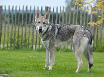 DSC_8450 Kenai