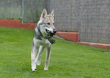 DSC_8454 Kenai hat Beute