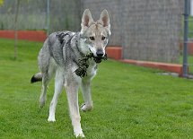DSC_8457 Kenai