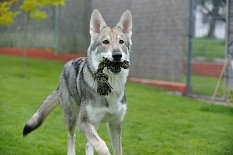 DSC_8459 Kenai